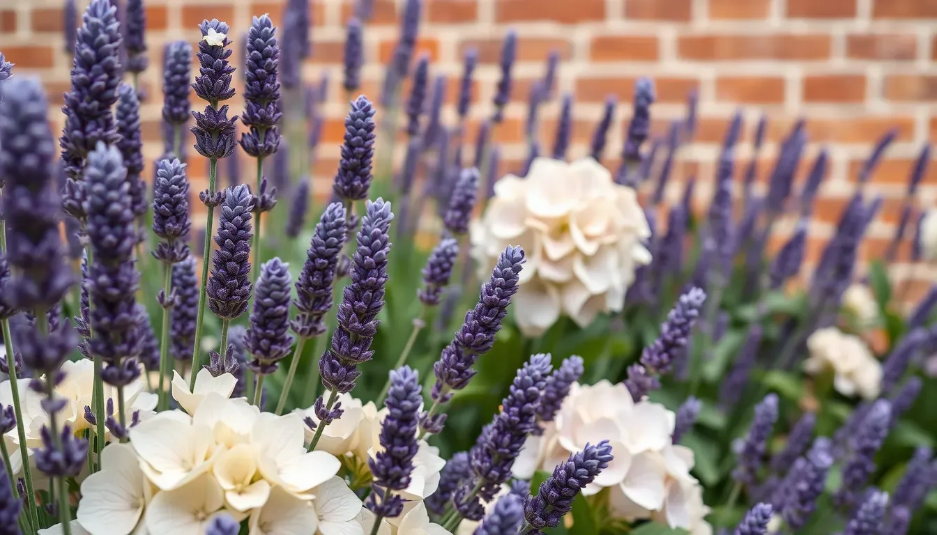 Purple lavender spikes and pale hydrangea blooms in an English garden border against a softly blurred brick wall